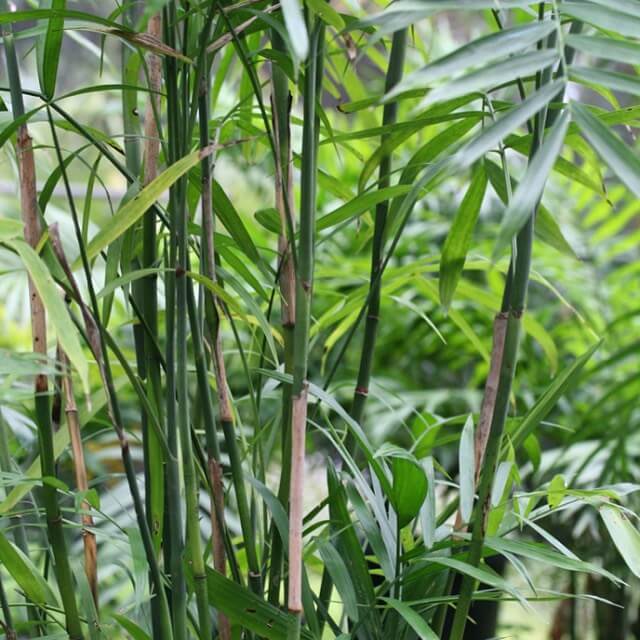 Bamboo Palm for Sound Sleep