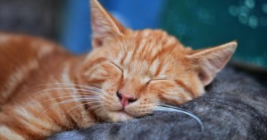 Dying Cat Symptoms: Signs That Indicate Your Cat Is Dying