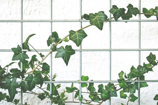 English Ivy One Of The Best Air Purifying Plants