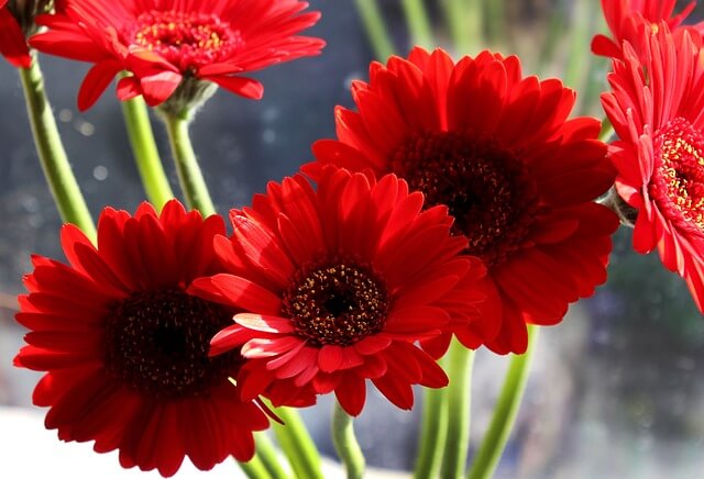 Gerbera Daisies for Better Sleep