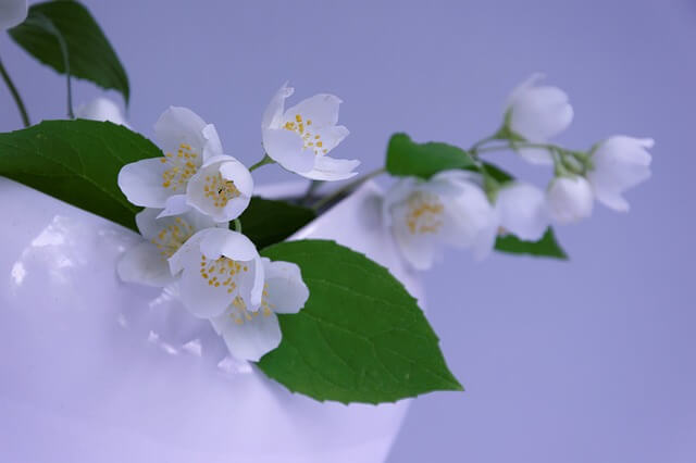 Jasmine flower