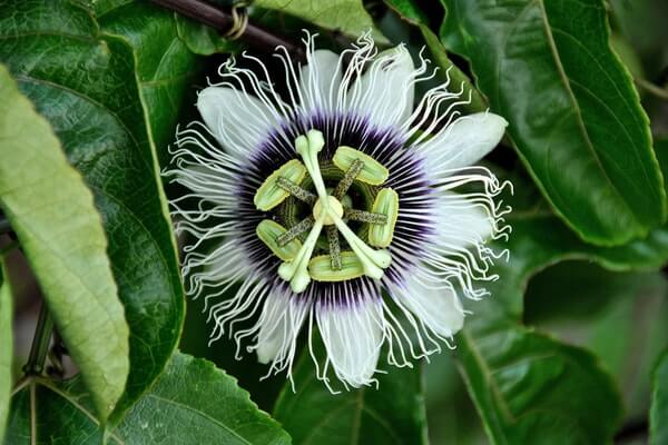 Passion Flower Beautiful And Effective