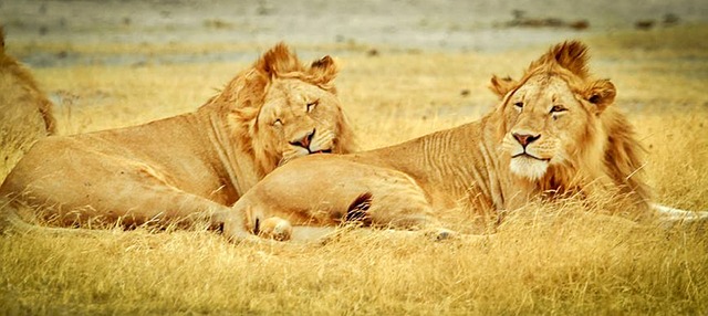 Tanzania Serengeti National Park Serengeti Safari