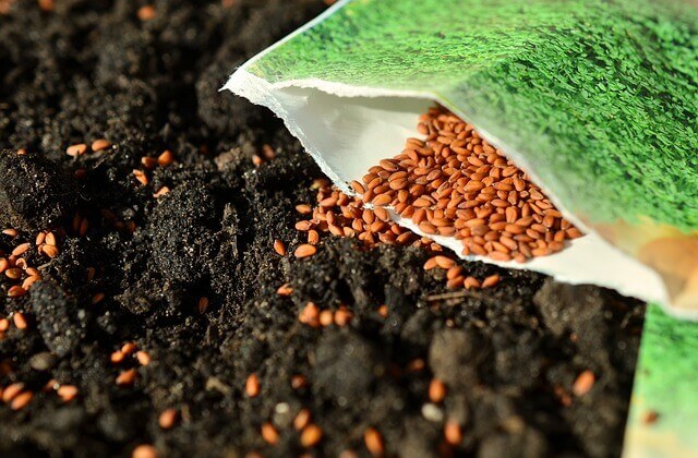 starting to guest blog today - sow more seeds