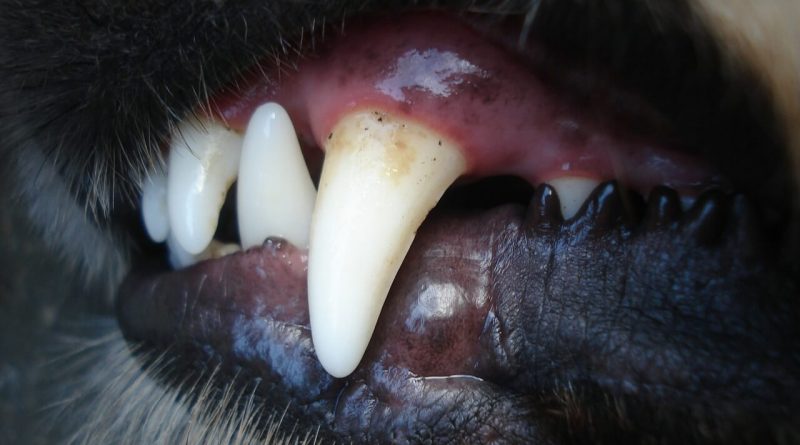 Essential Tips on How to Clean Your Dog’s Teeth