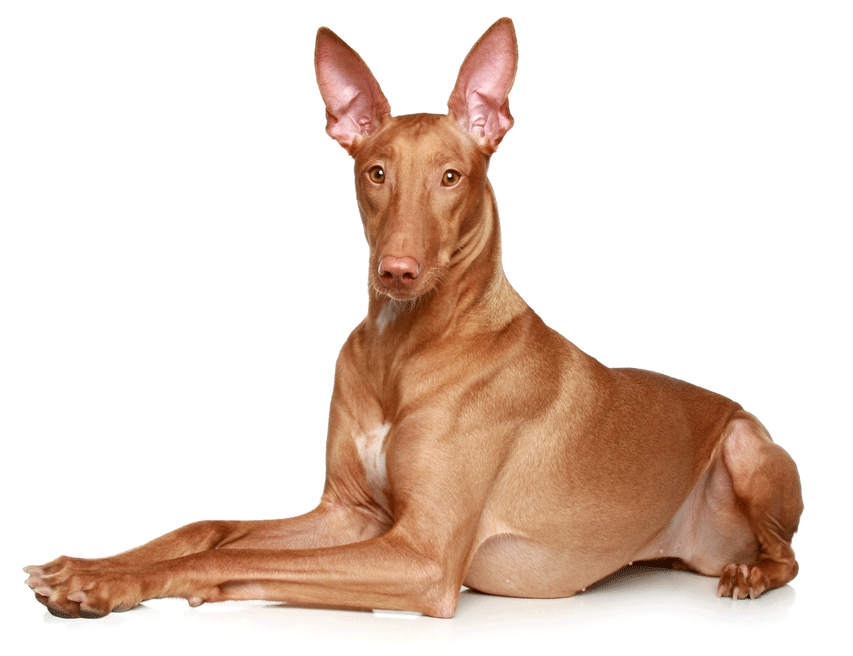 Pharaoh Hound - Top 10 Worlds Most Expensive Dog Breeds to Own