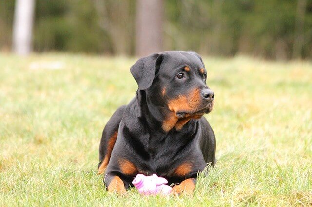 Rottweiler - most expensive dogs to buy