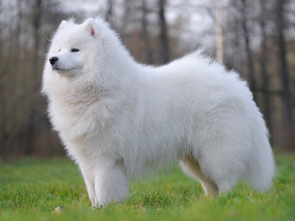 Samoyed - most elegant dog breeds in the world