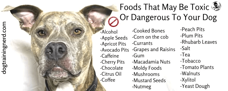 Human Foods Your Dog Should Never Eat