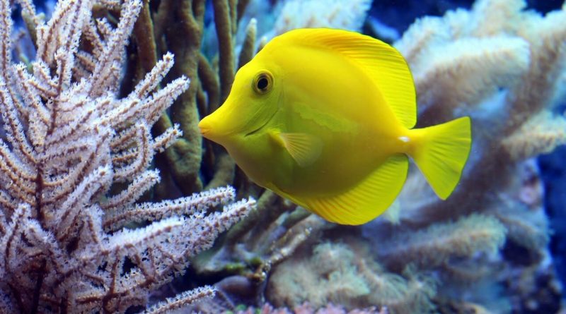 8 Common Myths About Your New Saltwater Aquarium