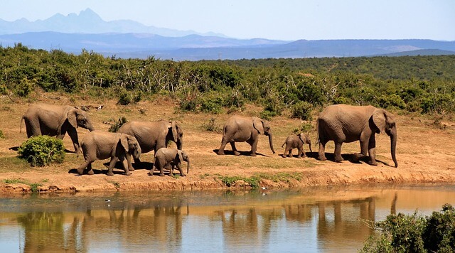 South African Safari