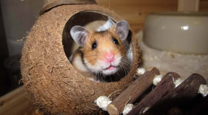 How to Build the Perfect Hamster House