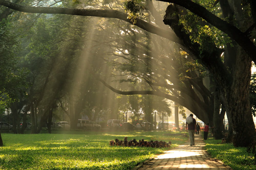 Stroll Around in the Famous Cubbon Park