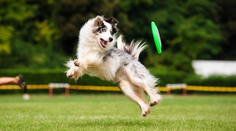 Fit Fido How to Exercise Your Dog Right in Your Backyard