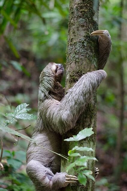 Sloth-Spotting in Costa Rica