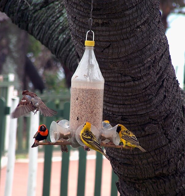 bottles as bird feeders