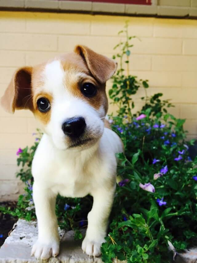 mentally stimulated pup is a happy pup